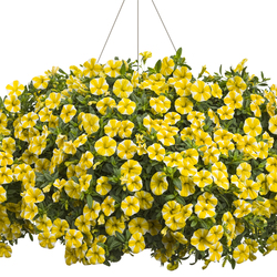 Superbells Lemon Slice Million Bells