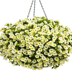 Superbells Yellow Chiffon Calibrachoa