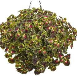 ColorBlaze Strawberry Drop Coleus