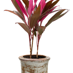 Red Sister Cordyline