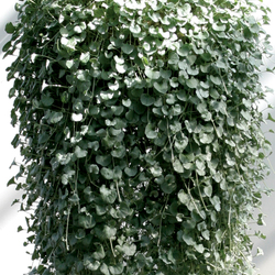 Silver Falls Dichondra