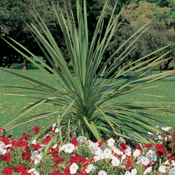 Spike Dracaena