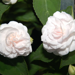 Rockapulco White Impatiens