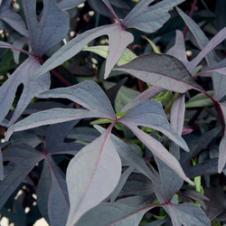 Illusion Midnight Lace Sweet Potato