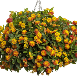 Luscious Basket Tangeglow