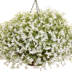 Laguna Cloud White Lobelia