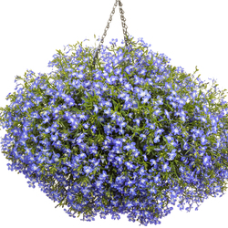 Laguna Compact Blue with Eye Lobelia