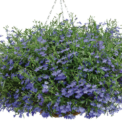 Laguna Dark Blue Lobelia