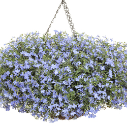Laguna Sky Blue Lobelia