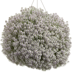 Blushing Princess Alyssum