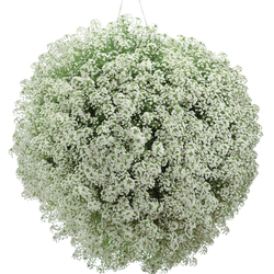 Snow Princess Sweet Alyssum