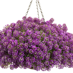 Violet Knight Sweet Alyssum