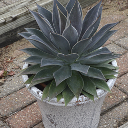 Art & Sol Lavender Lady Mangave