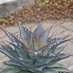 Art & Sol Tooth Fairy Mangave