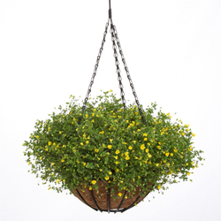 Gold Dust Mecardonia