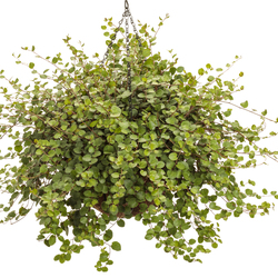 Proven Accents Big Leaf Creeping Wire Vine