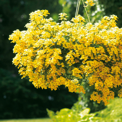 Sunsatia Lemon Nemesia