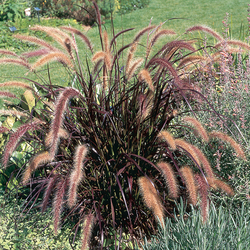 Graceful Grasses Purple Fountain Grass