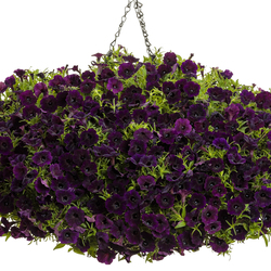 Supertunia Mini Vista Midnight Petunia