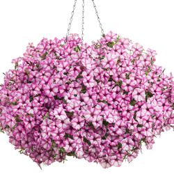 Supertunia Mini Vista Pink Star Petunia