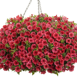 Supertunia Mini Vista Scarlet Petunia