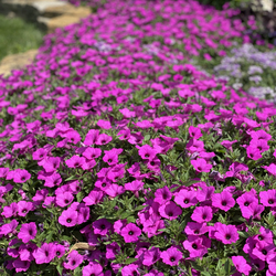 Supertunia Vista Jazzberry