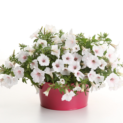 Supertunia Vista Silverberry