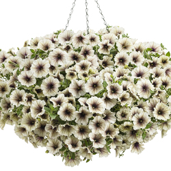 Supertunia Latte Petunia