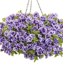 Supertunia Priscilla Petunia