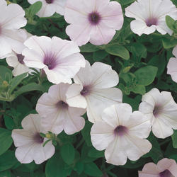 Supertunia Silver