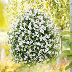 Supertunia Silver