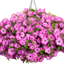 Tiara Pink Supertunia