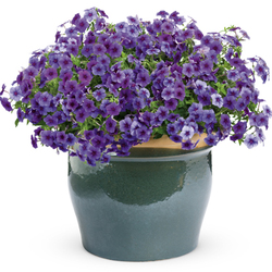 Intensia Blueberry Phlox