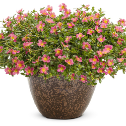 Mohave Pink Purslane
