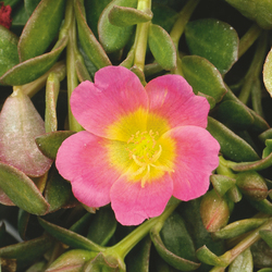 Mohave Pink Purslane