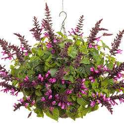 Rockin' Fuchsia Salvia