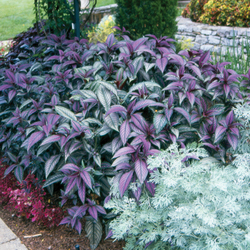 Persian Shield