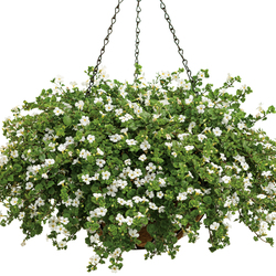 Snowstorm Giant Snowflake