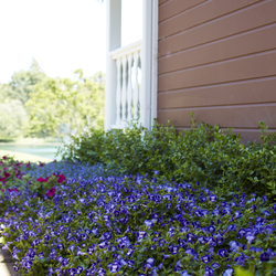 Catalina Midnight Blue Wishbone Flower