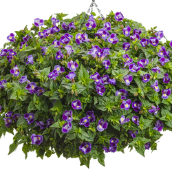 Catalina Midnight Blue Wishbone Flower