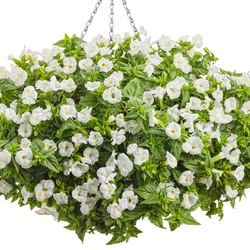 Catalina White Linen Wishbone Flower