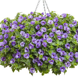 Summer Wave Large Blue Torenia