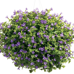 Summer Wave Large Violet Wishbone Flower