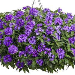 Superbena Violet Ice Verbena