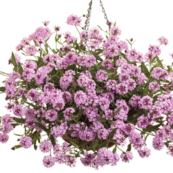 Cake Pops Pink Tuberous Verbena
