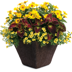 Tuscan Sun Ox-Eye Daisy, ColorBlaze Dipt in Wine Coleus, Superbells Yellow Million Bells
