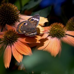Color Coded Orange You Awesome Coneflowers with butterfly