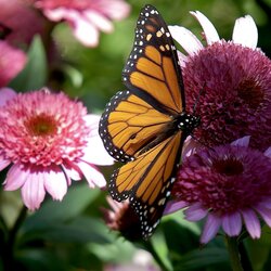 Flowers of Raspberry Beret Coneflower with butterfly