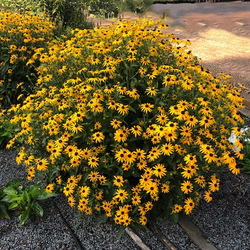 Mega Millions Black-Eyed Susan, in bloom