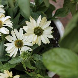 Color Coded The Price Is White Coneflower, in bloom